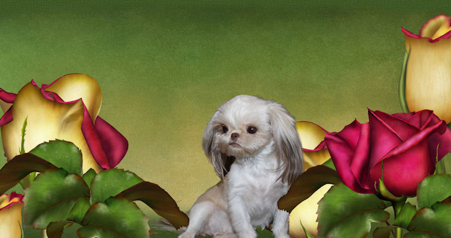 Rompin' Lil' Shih Tzu - Chinese Imperial
